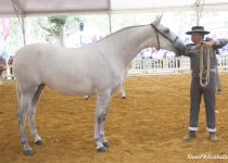 W QUIETA AC, DE YEGUADA AC, SUBCAMPEONA JOVEN